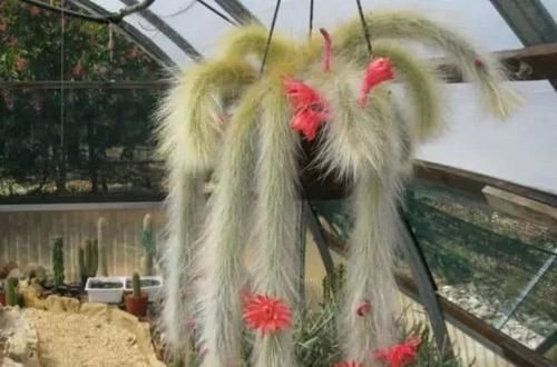  「常独特」10种长相很怪异的盆栽植物，都很适合养在花盆里