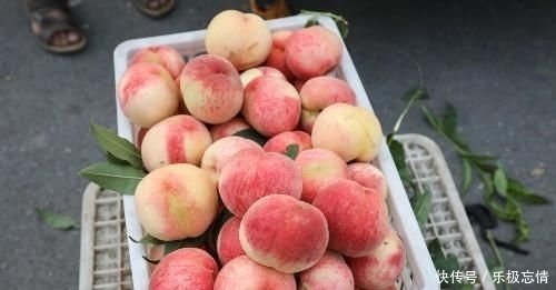  「任大叔」农民大叔种果树30年，曾一亩地亏1700元，农村大集找