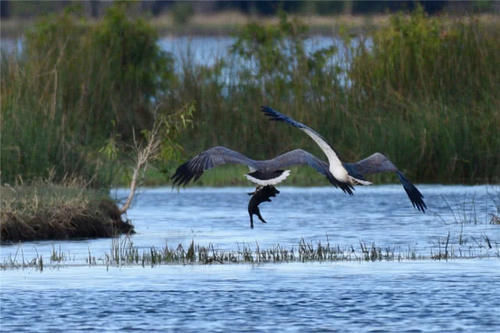  『摄影师』野生动物摄影师捕捉到，一头野猪被一只巨大鹰爪带走的瞬间
