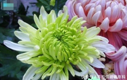 『插花』丝网花插花技术DIY菊花的制作方法