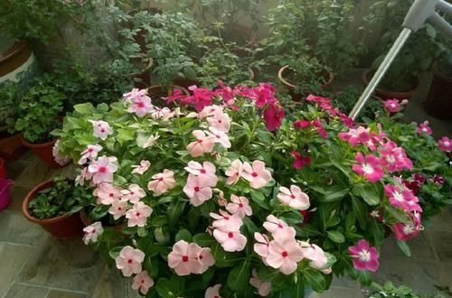 长春花■封闭阳台这么养四季梅,开花爆盆一整年,做错养一盆死一盆