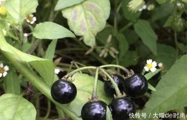  『杂草』1种植物被当成“杂草”，生长在田野里，8月份长出“黑果”，少见