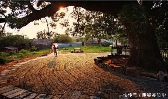  「银杏树」这十大长寿树王：棵棵大有来头，第一名比中国历史还