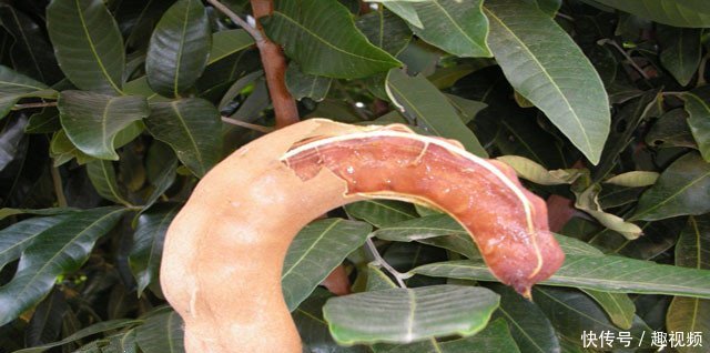 农村一种罕见的野果，10年才结一次果，你吃过吗