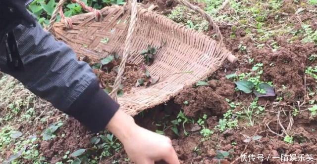  姑娘■农村姑娘在地里挖到1宝石，专家：价值连城，最终上交国家