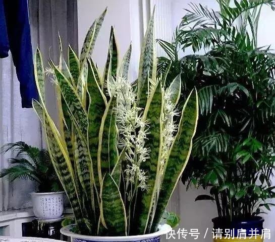 「虎皮」虎皮兰有“3怕”,避开后能“疯长”,直接爆破盆