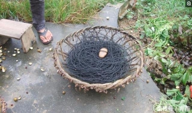  小伙|农村小伙, 捉住的宝贝可以卖200元, 一年可以收入20万