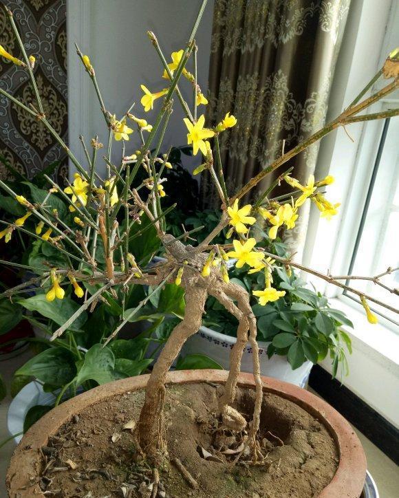  『迎春花』春天的“头牌”迎春花，这样养，春节满金花，满屋生辉