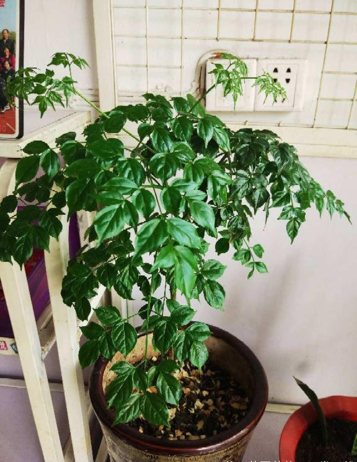  [植物]养花不如种树，大型植物摆客厅，气派又有面子！