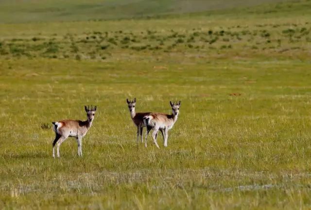 比川藏线美10倍，人迹罕至，这才是最终极的自驾天路