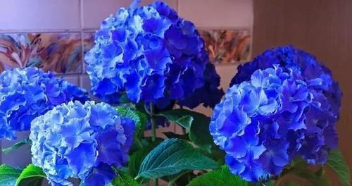 摆布@绣球花是变色龙，学会4个绝招，开什么颜色的花朵任你摆布