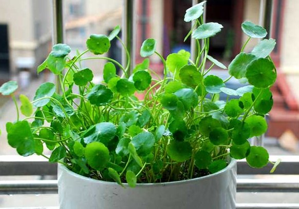  「宝莲灯」最容易养成瀑布的爬藤植物，轻轻松松就爬满墙，窗帘都省去了