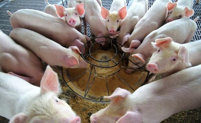 8月20日猪价：上涨，存栏降幅再扩大，猪价有望继续冲高