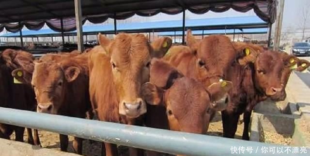 明年开始，只要是“农业户口”都能拿到这4项补贴，谁也不敢阻拦