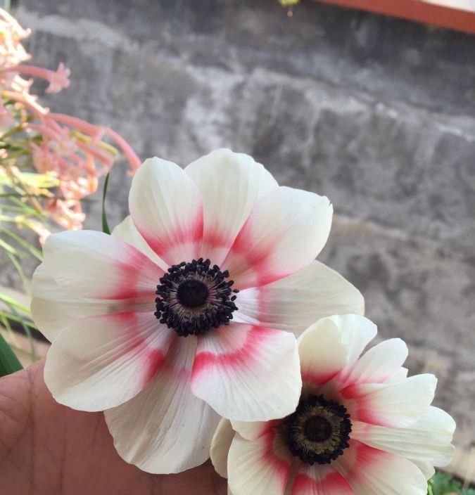  『名品』喜欢牡丹，不如养盆“牡丹名品”红霞争辉，繁花似锦，美不胜收！