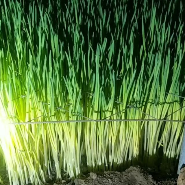  蒜黄@农民用蒜米种出来的“它”，每十天可收割一次，年赚几十万