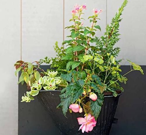  #旧货店#到旧货店买了很多废弃容器，都用来种花了，还挺美