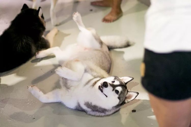  「哈士奇」一间看似普通的咖啡馆，走进去一刻，一群二哈涌了过来