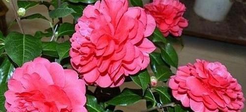  『技巧』茶花养护“小技巧”，做好关键4点，花大色艳，满树都是花