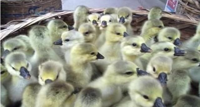  利润：养殖1000只鹅成本投入需要多少钱？有利润吗