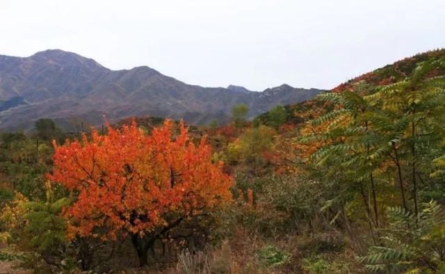 很多人还不知道，京西有个“百花山下第一村”，简直美的不行