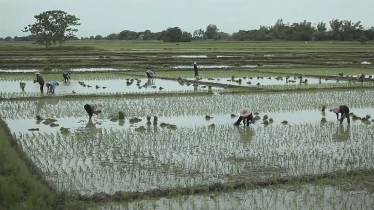  民间|民间牛人发明“手摇式”插秧机，不用油不用电，200元造一