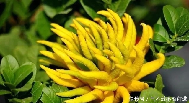  果实|佛手除了当花草养，其实还有很多养生妙用，不知道好可惜！