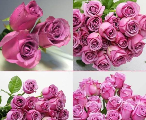  #玫瑰#喜欢养花，不如就养“高档玫瑰”冷美人，妖娆舞魅，花型奇特！