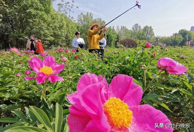  [曹州牡丹园内]早芍药“接档”，助力牡丹节