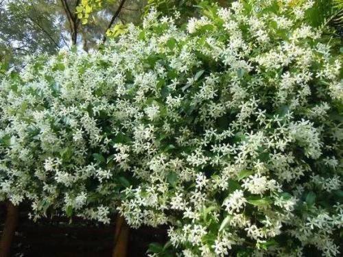 #花开花#此花开花量大，清新秀丽，阳台养一盆，开出一片花海！