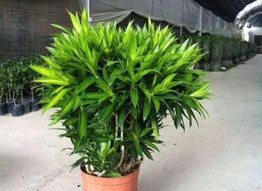  「甲醛」4种花卉是“天然净化器”，室内养2盆，甲醛、异味全跑光！