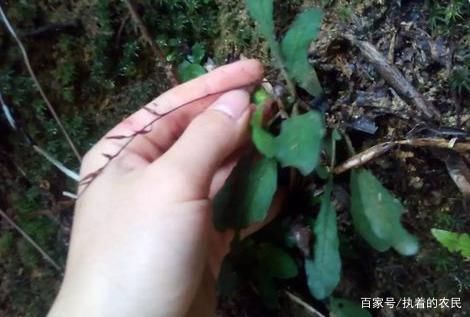  小瞧|这种野生物，好珍贵不凡，别小瞧它的价值，如今稀少难遇，