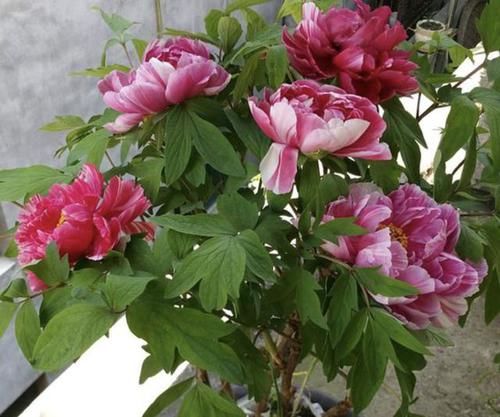  「此种」此种花，栽培历史已有“1500年”，有“国色天香”之称，花朵艳丽