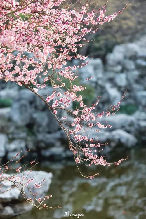 再过一个月，这些地方就美成仙境了！