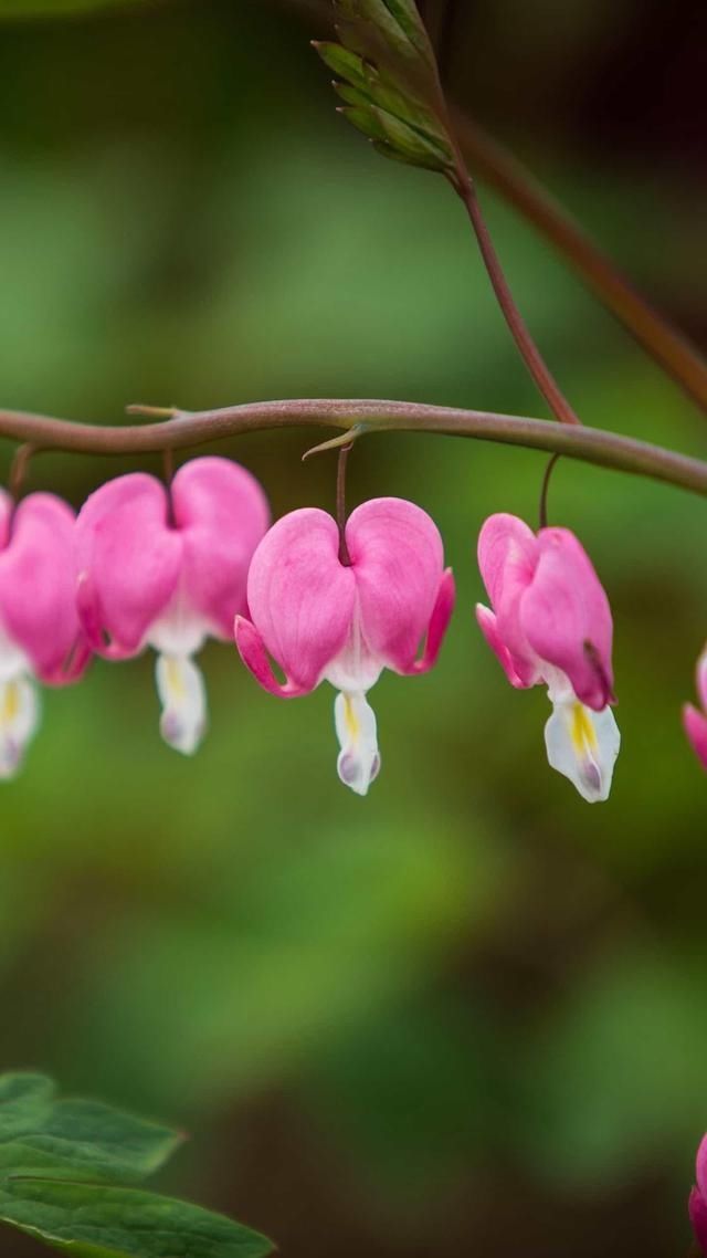 『飞花』花开花谢花飞花满天