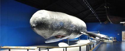 台风过后,青岛不仅可以捡到海鲜,还能欣赏到别致的风景