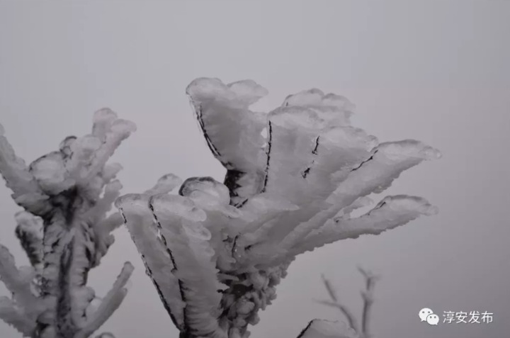 美如童话！淳安雾凇奇观太惊艳