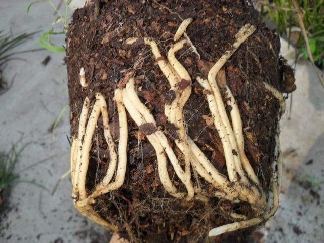  #花草#栽种花草时，先用生根粉还是先用多菌灵？搞清原理，谁先谁后不难