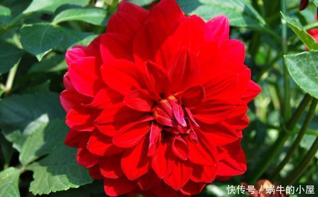 【漂亮】家里养花,花大色艳能爆盆,好养易活真漂亮,家里养出小花园