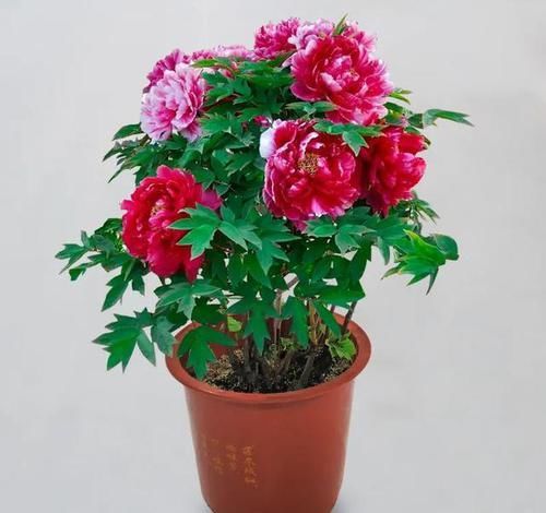  『耧斗菜』4种花别着急买，种下不开花，买来就是浪费钱