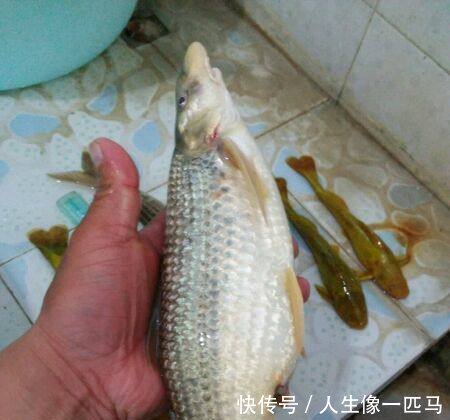 黄河名鱼，鸽子鱼再现，因为黄河变清