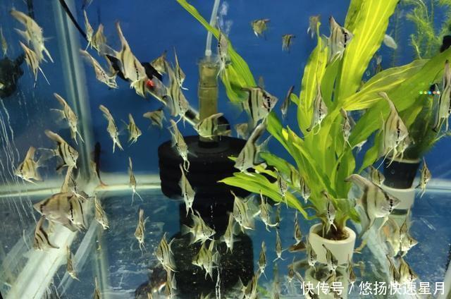  [养鱼老道]饲养或者购买观赏鱼，如何不被他人忽悠，尽量不吃亏上当呢