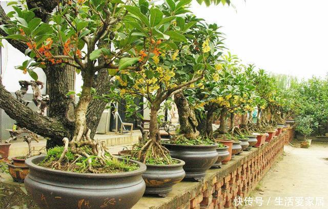 家里种|门前种3种树,家兴富三代,种错了,坏处多