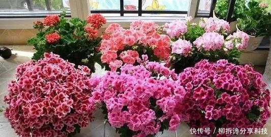 「漂亮」3种花,顶部修剪很重要,越剪长得越猛,不然开花少长得丑!