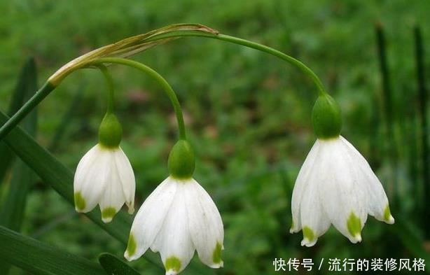  心灵|此花是雪中女神，花开洁白如雪高雅靓丽，让人感觉心灵的升华！