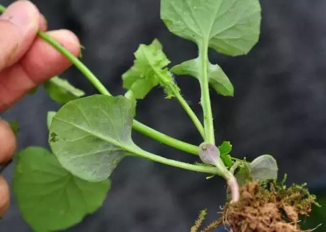  【小红】农村一种常见植物，少有人知是上佳野菜，食用价值高，