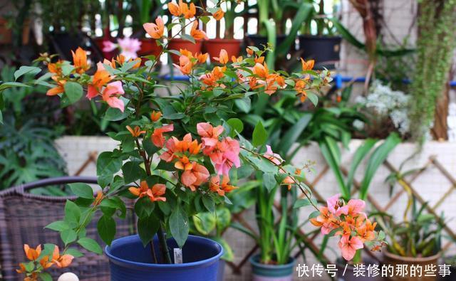 『催花』养三角梅,3个催花小手段要知道,花量猛增,一开就是大半年!