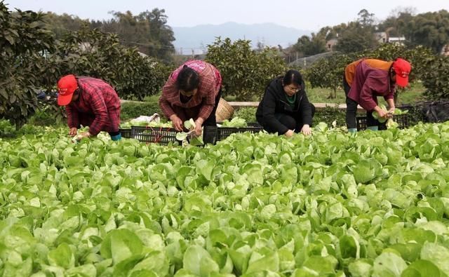 很多年轻人都开始回乡创业了，那么在农村种植什么东西最赚钱？