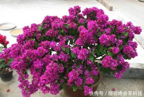  杀菌消毒：什么多菌灵都不如这种药水，养花生根快，还能延长花期