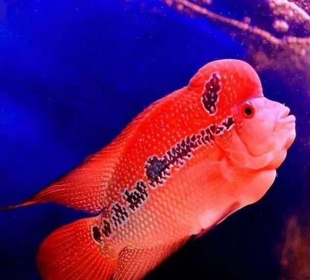  『为雄性』罗汉鱼如何区分公母？